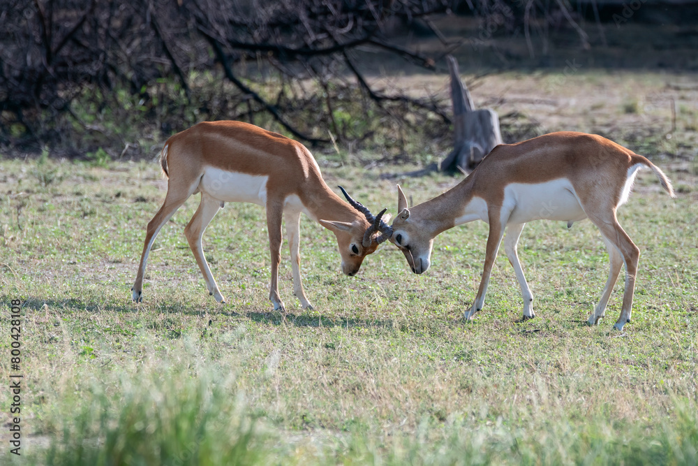 Two juvenile Blackbuck mock fighting in the grasslands inside Blackbuck Sanctury in Tal Chappar, Rajasthan during a wildlife safari Two juvenile Blackbuck mock fighting in the grasslands inside Blackbuck Sanctury in Tal Chappar, Rajasthan during a wildlife safari