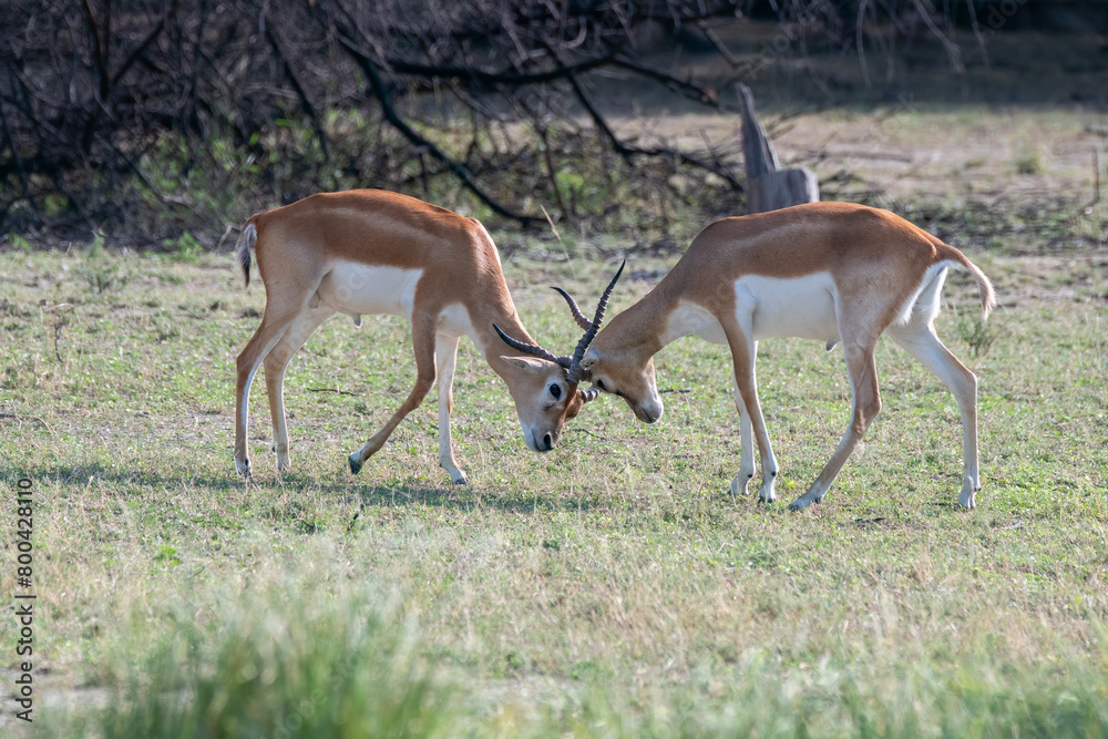 Two juvenile Blackbuck mock fighting in the grasslands inside Blackbuck Sanctury in Tal Chappar, Rajasthan during a wildlife safari Two juvenile Blackbuck mock fighting in the grasslands inside Blackbuck Sanctury in Tal Chappar, Rajasthan during a wildlife safari