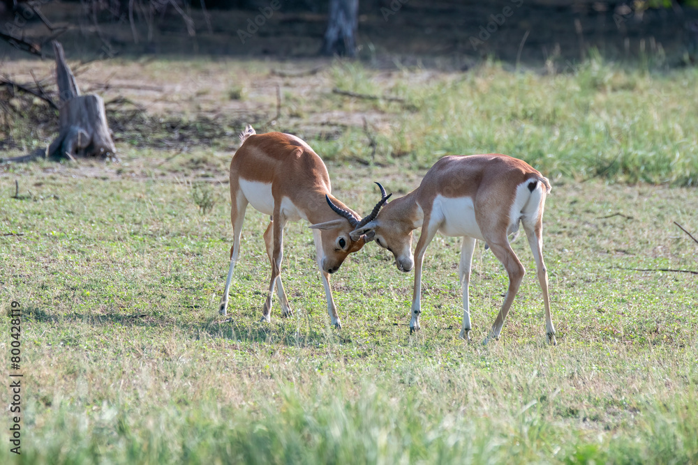 Two juvenile Blackbuck mock fighting in the grasslands inside Blackbuck Sanctury in Tal Chappar, Rajasthan during a wildlife safari Two juvenile Blackbuck mock fighting in the grasslands inside Blackbuck Sanctury in Tal Chappar, Rajasthan during a wildlife safari