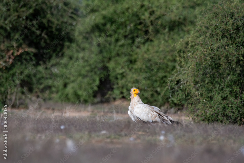 Egyptian vultures are the scavengers who helps in keeping the ecosystem clean by feeding on carcass. this was photographed in Jorbeer Conservation area and in its carcass dump yard Egyptian vultures are the scavengers who helps in keeping the ecosystem clean by feeding on carcass. this was photographed in Jorbeer Conservation area and in its carcass dump yard