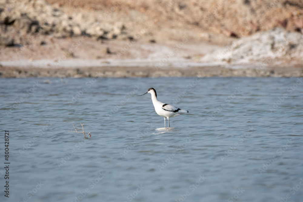 A flock of pied avocet wading through marshy water near salt pits on the outskirts of Bikaner, Rajasthan during a visit to the place