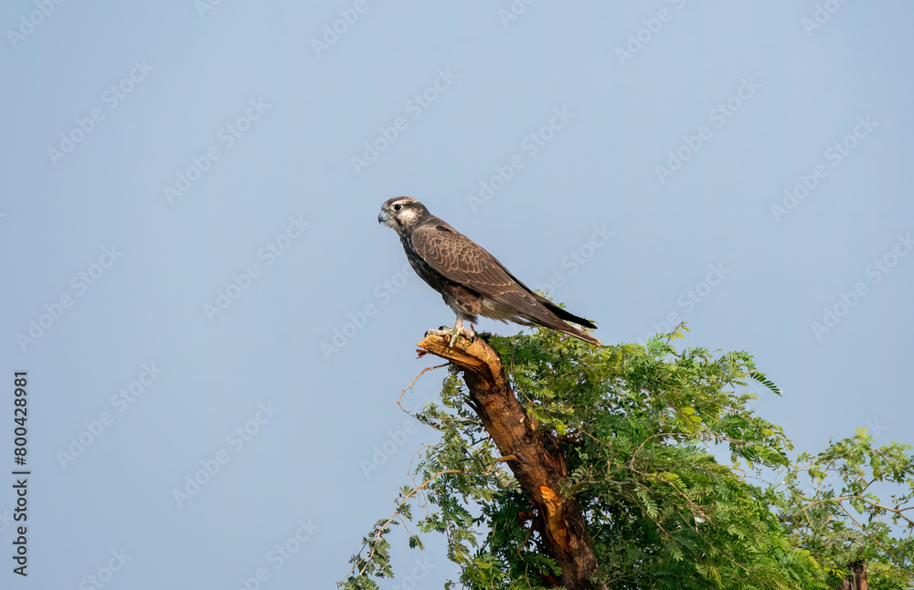 A laggar falcon perched on top of a tree in the grasslands of tal chappar blackbuck sanctuary during a wildlife safari