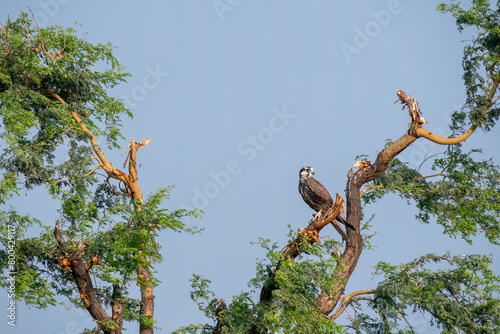 A laggar falcon perched on top of a tree in the grasslands of tal chappar blackbuck sanctuary during a wildlife safari photo