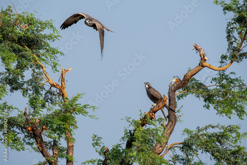 A laggar falcon perched on top of a tree in the grasslands of tal chappar blackbuck sanctuary during a wildlife safari photo