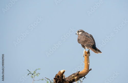 A laggar falcon perched on top of a tree in the grasslands of tal chappar blackbuck sanctuary during a wildlife safari photo