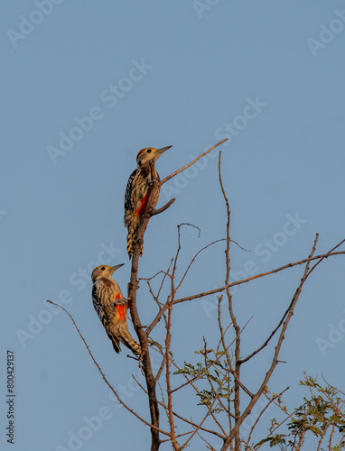 A pair of yellow-crowned woodpecker perched on top of a tree in the outskirts of Tal Chappar blackbuck sanctuary during a wildlife safari