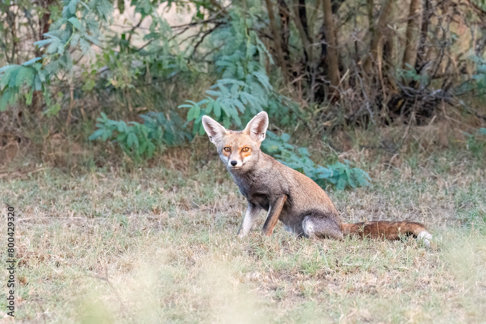 Indian Desert fox resting in the shade of a bush inside Tal chappar blackbuck sanctuary during a wildlife safari