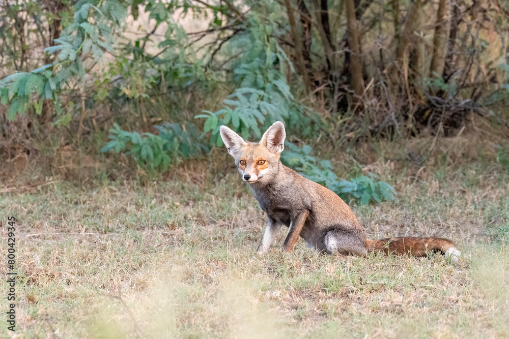 Indian Desert fox resting in the shade of a bush inside Tal chappar blackbuck sanctuary during a wildlife safari