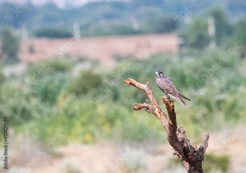 A laggar falcon perched on top of a tree in the grasslands of tal chappar blackbuck sanctuary during a wildlife safari photo