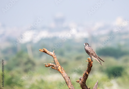 A laggar falcon perched on top of a tree in the grasslands of tal chappar blackbuck sanctuary during a wildlife safari photo