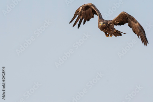 A tawny eagle taking off from a perch inside Jorbeer Conservation area on the outskirts of Bikaner, Rajasthan photo