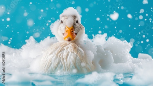 Duck wading through bubbles in a bubble bath, its feathers covered with soap suds on an azure blue background