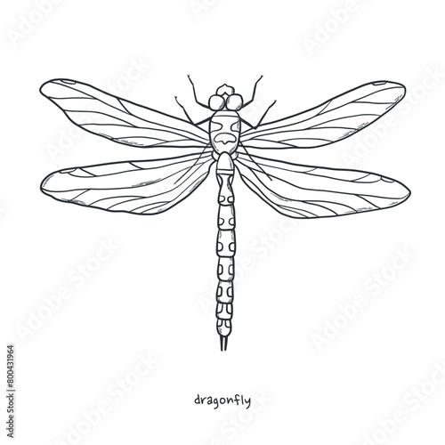 Dragonfly drawing, sketch for prints, cards, sublimation, nails design, posters, coloring pages, etc. Monochrome insect illustration. EPS 10