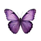 Purple Butterfly isolated on white