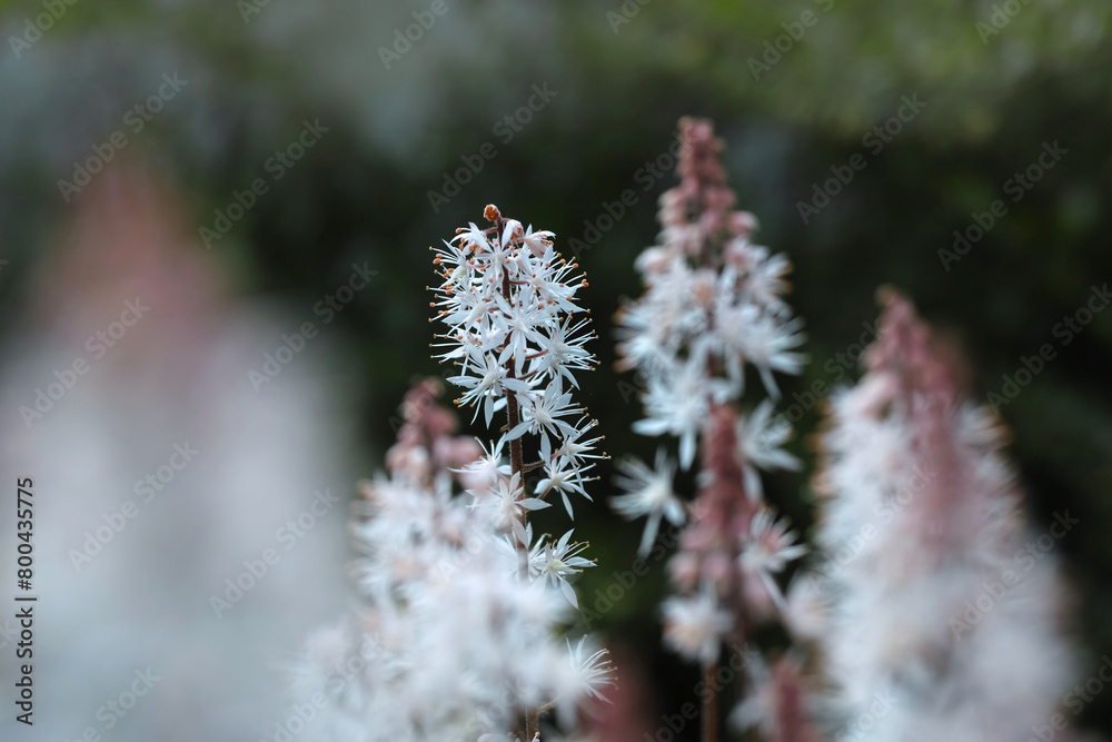 Astilbe im Staudenbeet blühend zart