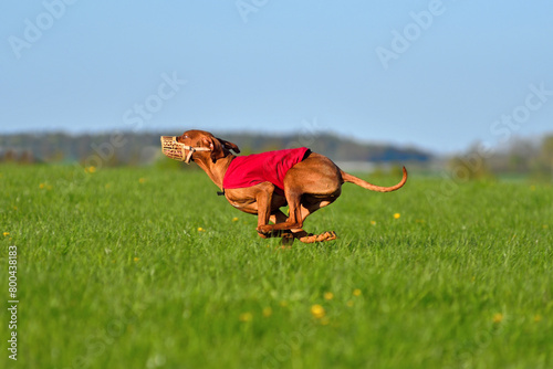 Running Hungarian Vizsla dog