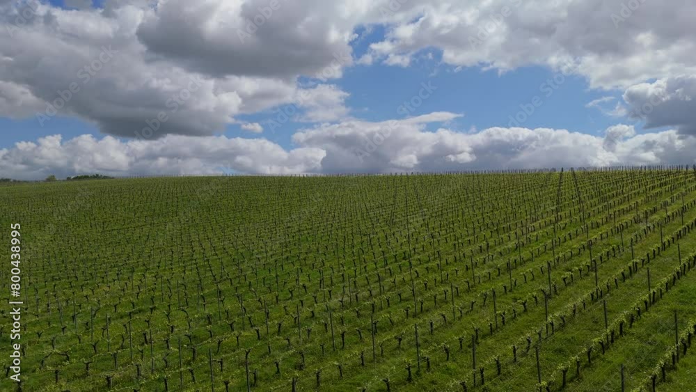 Aerial view of vineyard in spring at sunrise, Bordeaux Vineyard, Langoiran, Gironde, France, High quality 4k footage Aerial view of vineyard in spring at sunrise, Bordeaux Vineyard, Langoiran, Gironde, France, High quality 4k footage
