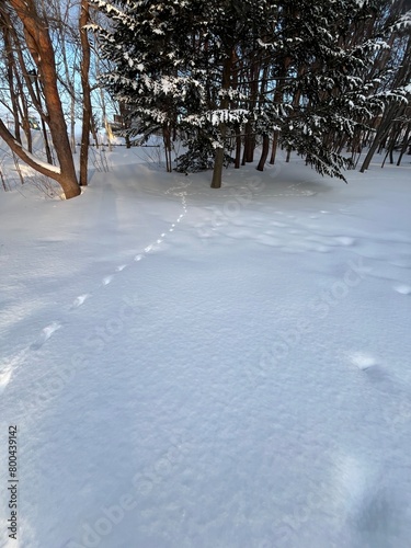 早朝の雪の世界