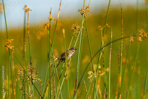 Song sparrow on grass