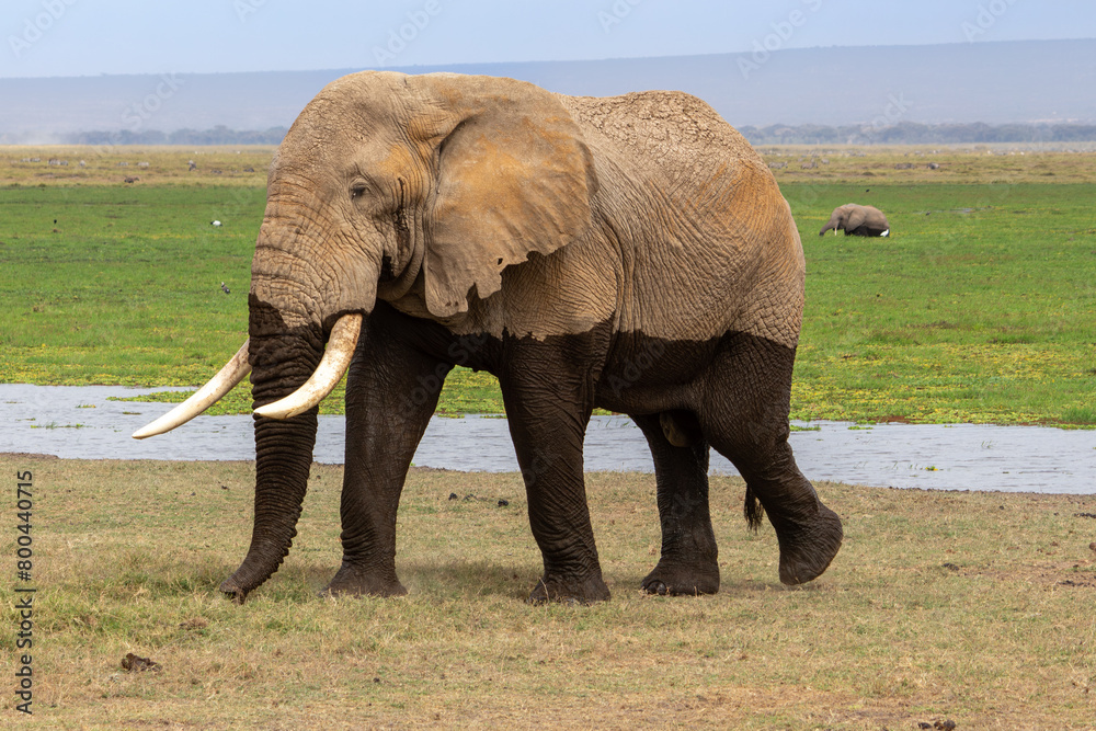 Obraz premium A male African elephant, still wet from traversing a river in Amboseli National Park, Kenya
