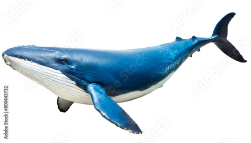 Blauwal isoliert auf wei  en Hintergrund  Freisteller