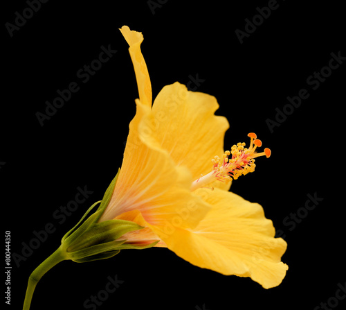 Beautiful yellow Hibiscus rosa-sinensis aka Chinese hibiscus isolated on black background © Tamara Kulikova