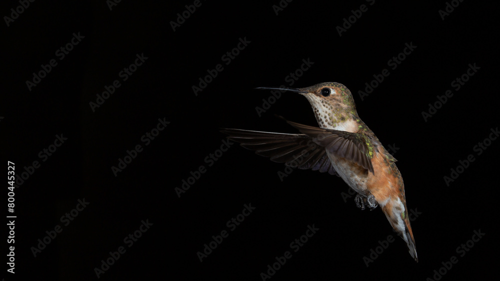 Obraz premium A male Rufous hummingbird hovers in the air in front of a black background showing the characteristic red and green feathers of the species.