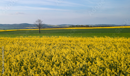Panorama of a field of blooming yellow rapeseed and a lonely tree