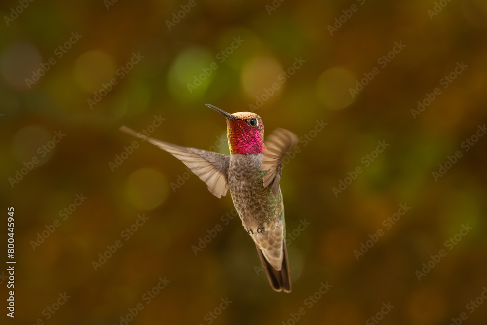 Obraz premium An adult male Anna's hummingbird displays his brilliant iridescent feathers as he hovers in the shade in front of a background of out of focus foliage.