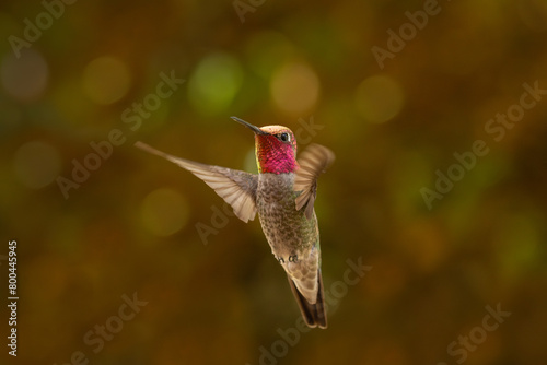An adult male Anna's hummingbird displays his brilliant iridescent feathers as he hovers in the shade in front of a background of out of focus foliage. photo