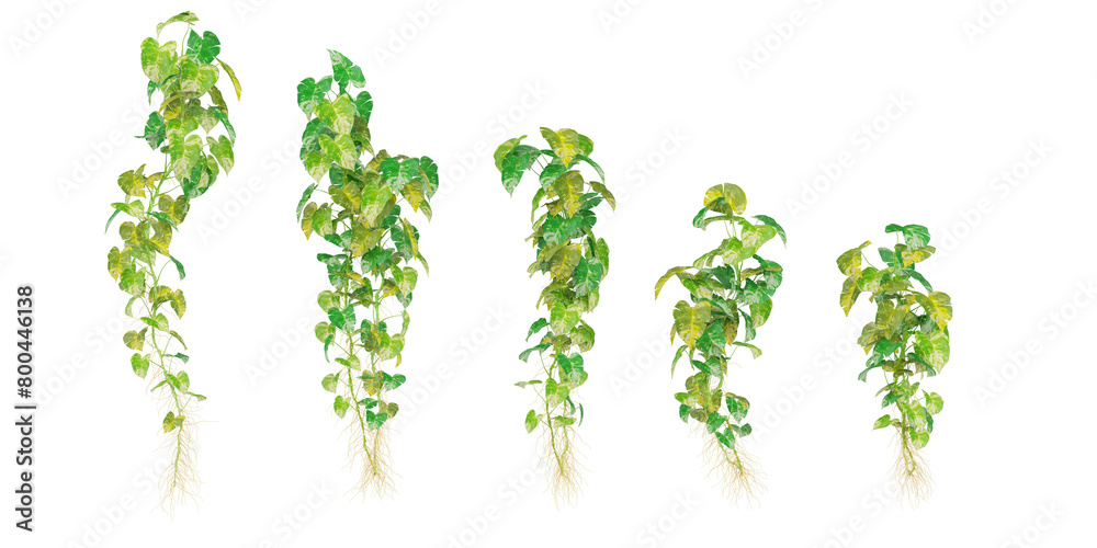 3D illustration of hanging plants on transparent background