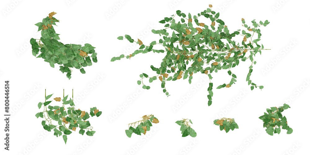 3D illustration of hanging plants on transparent backgroundor,for illustration,top view 3D illustration of hanging plants on transparent backgroundor,for illustration,top view
