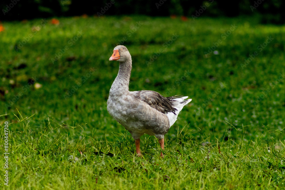 Happy duck walking on the lawn Happy duck walking on the lawn