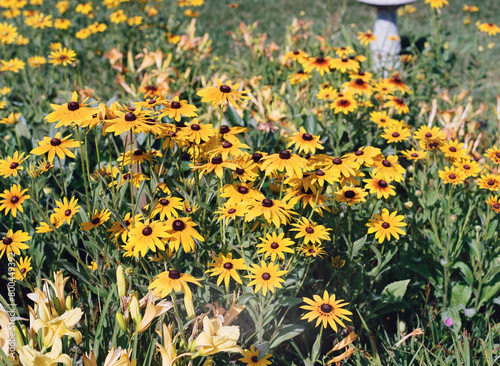 Rudbeckia in the Sunshine