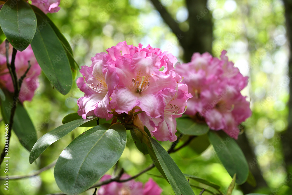 Pink and white variegated rhododendrons blooming in a wooded garden arboretum Pink and white variegated rhododendrons blooming in a wooded garden arboretum