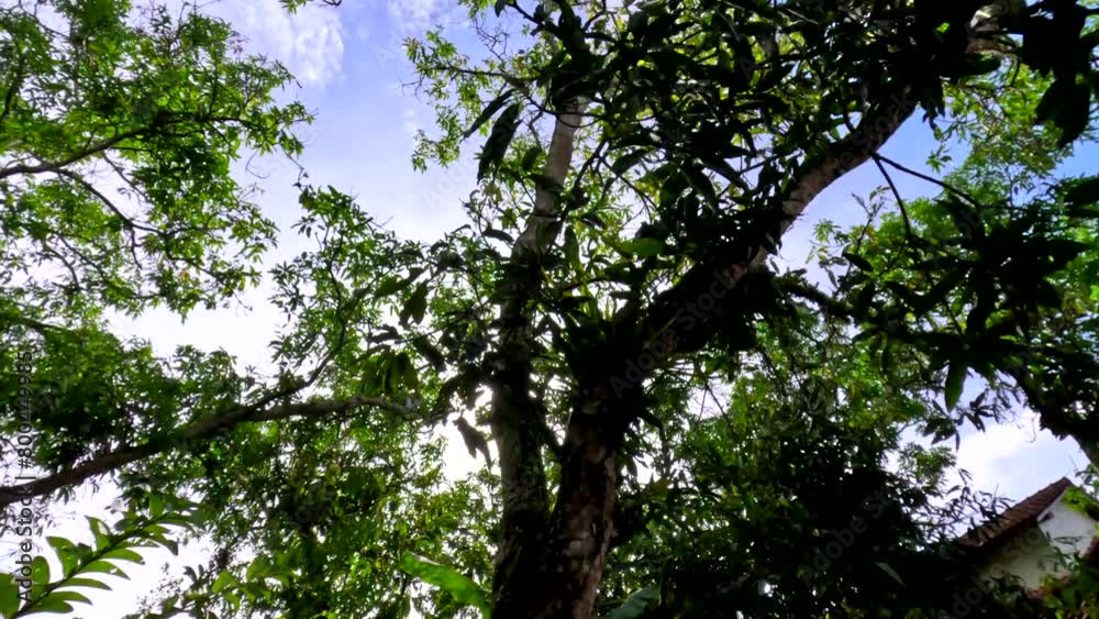 Low-angle tree top, sun rays through the trees, pan from right to left. Low-angle tree top, sun rays through the trees, pan from right to left.