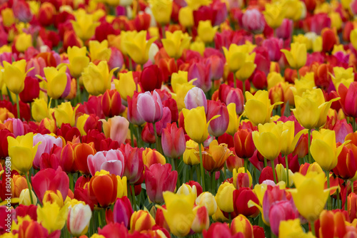 Close up view of bright different color Tulip flowers in the flower field in The Netherlands