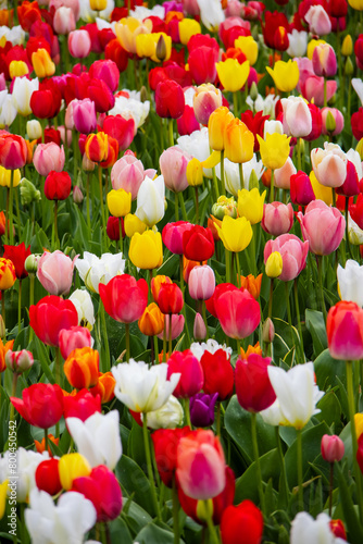 Close up view of bright different color Tulip flowers in the flower field in The Netherlands.