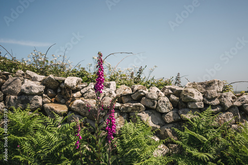 Foxgloves growing in the countryside photo