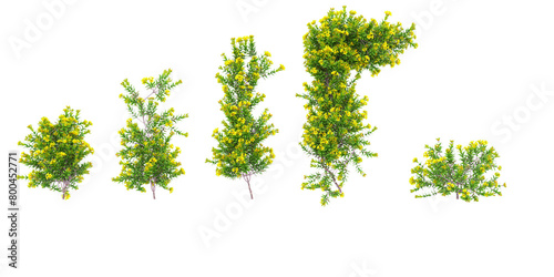 Fototapeta Naklejka Na Ścianę i Meble -  Cut out flower plants nature gardening backgrounds 3d rendering