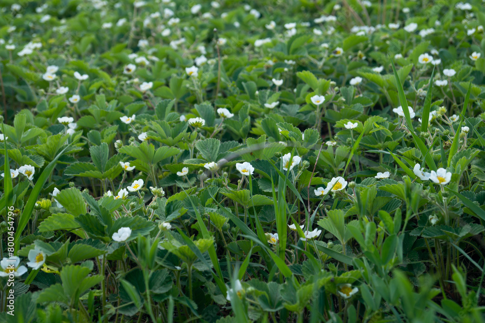 A field of blooming strawberries
