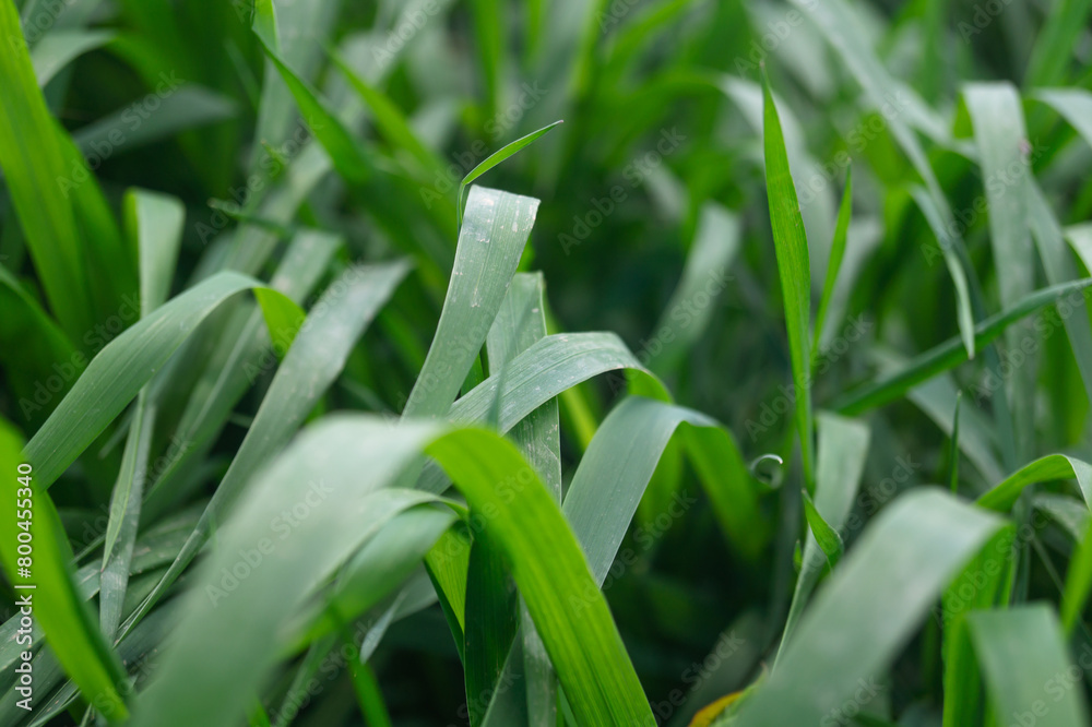 Green grass with broad leaves background close-up Green grass with broad leaves background close-up