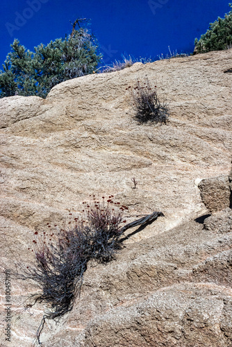 Conifers and other drought-resistant plants grow on the clay and stone rocks of the mountain at the pass in the Sierra Nevada Mountains, California, USA