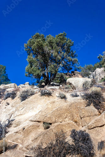 Conifers and other drought-resistant plants grow on the clay and stone rocks of the mountain at the pass in the Sierra Nevada Mountains, California, USA