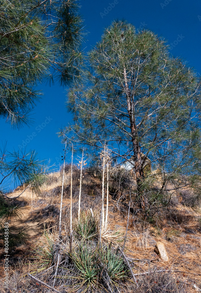 Yuccas with dry peduncles and pine trees on a mountain near Sequoia National Park, California