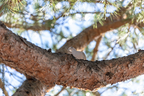 Photography Collared Dove (Streptopelia decaocto) - Graceful cooer in Dublin's Parks