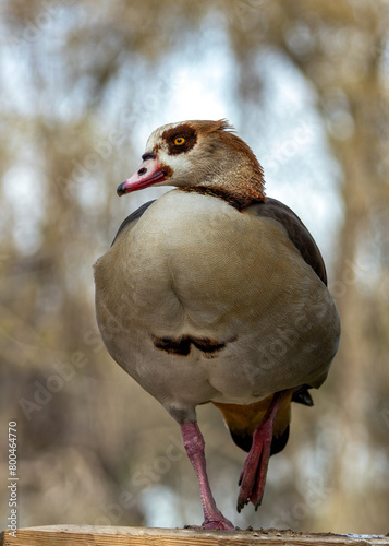 Egyptian Goose (Alopochen aegyptiaca) - Nile Valley Beauty in Parks