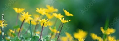 Ficaria verna flowers in spring. Nature background. Horizontal banner photo