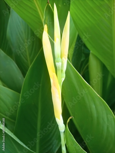 Canna buds and young leaves. My garden s Fresh plant in spring season.
