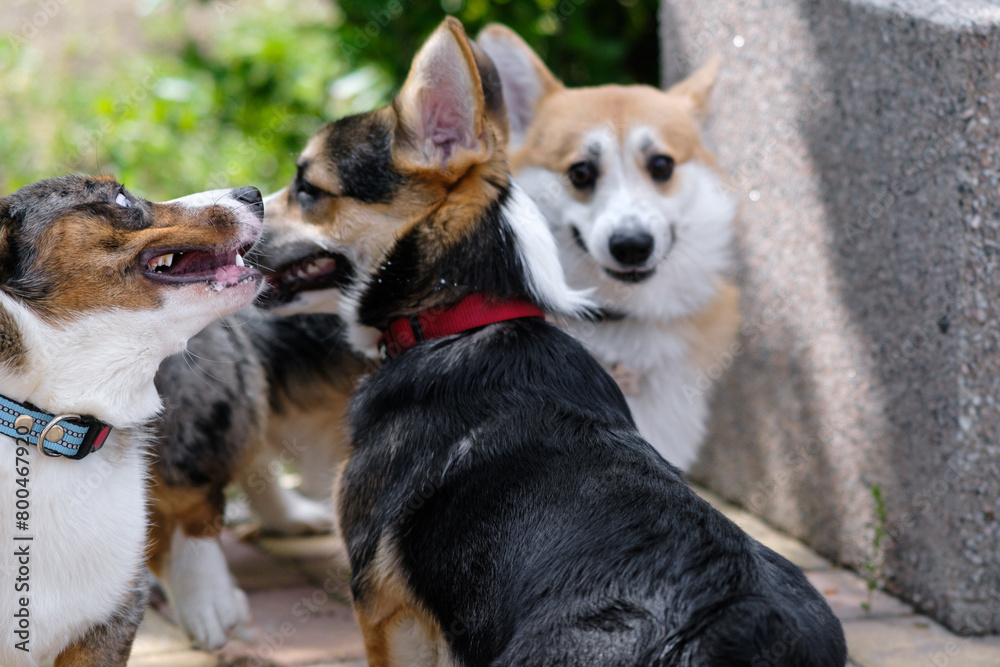 Two young energetic dogs Pembroke Welsh Corgi and Cardigan Corgi play with each other in a city park. Funny dog in the background. Cheerful fussy puppies. Raising puppies, cynology, training Two young energetic dogs Pembroke Welsh Corgi and Cardigan Corgi play with each other in a city park. Funny dog in the background. Cheerful fussy puppies. Raising puppies, cynology, training